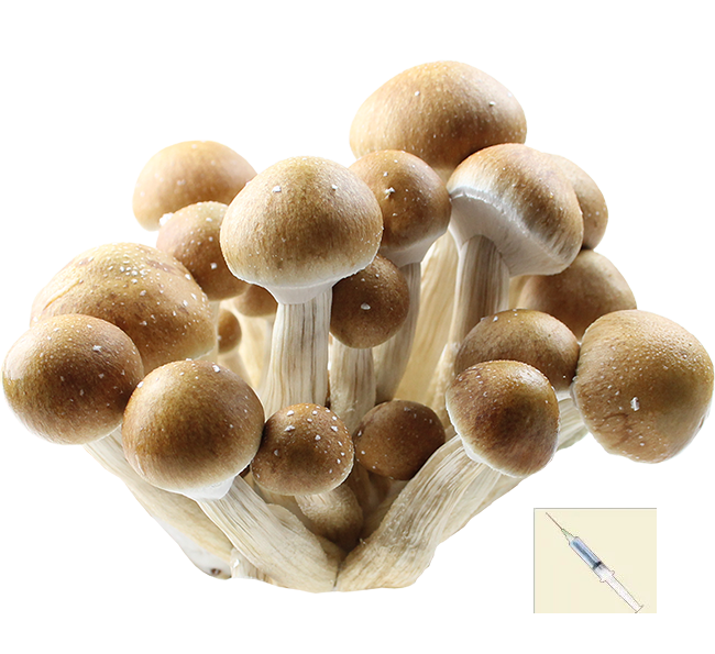 Psilocybe Cubensis Penis Envy Seringues de Spores